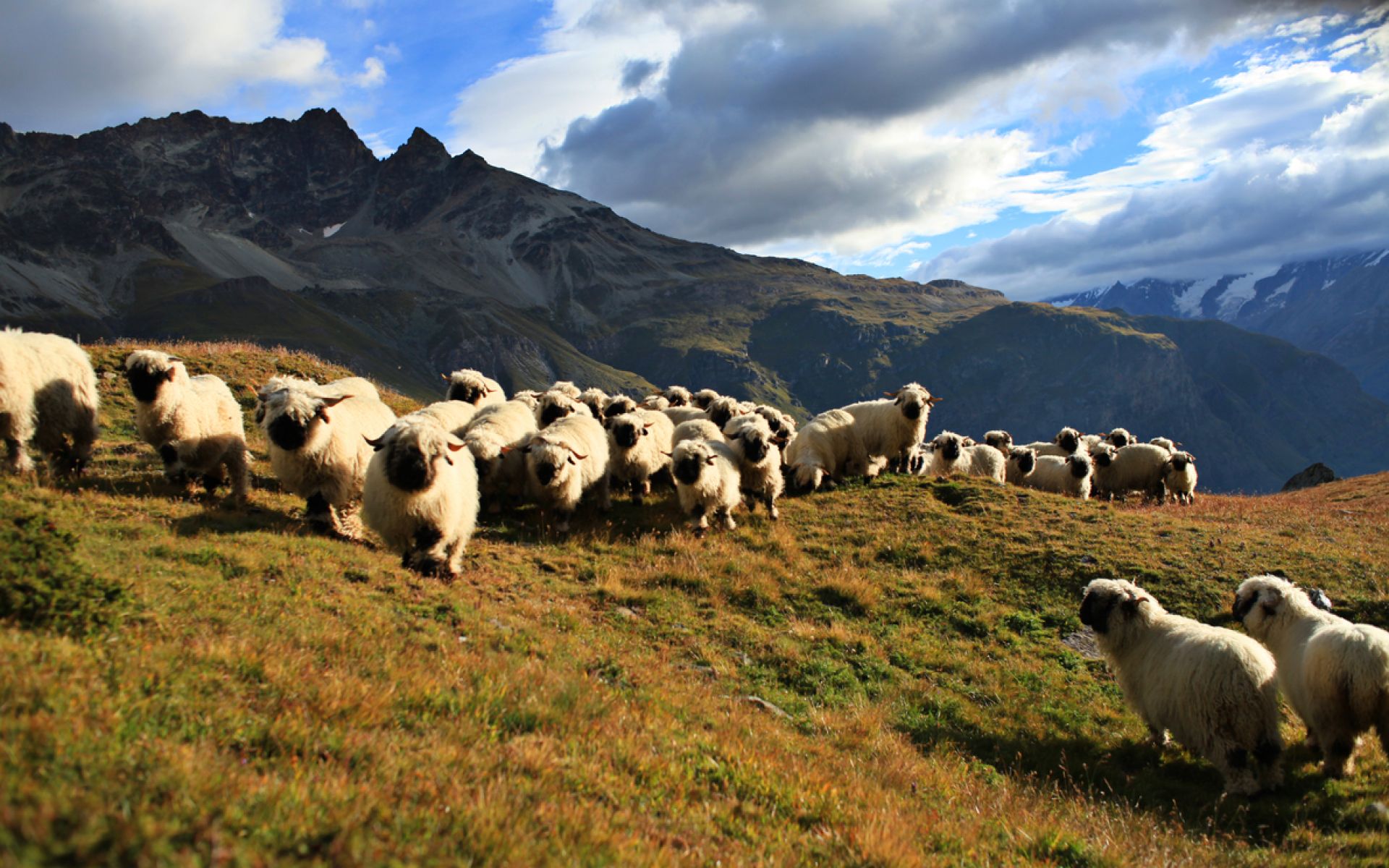 moutons nez noirs